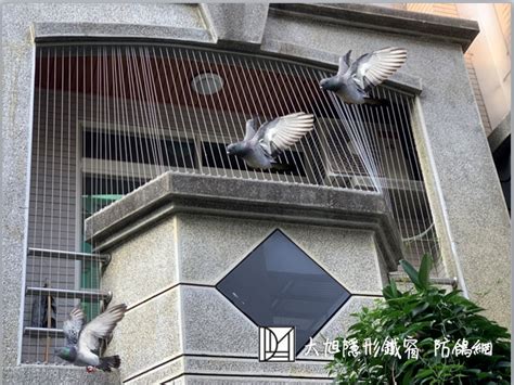 鳥死在陽台|鳥死陽台：5大禁忌